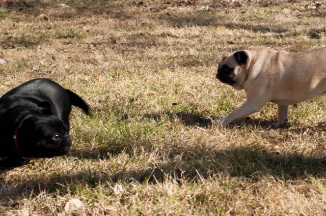 Poppy and Sabrina playing chase